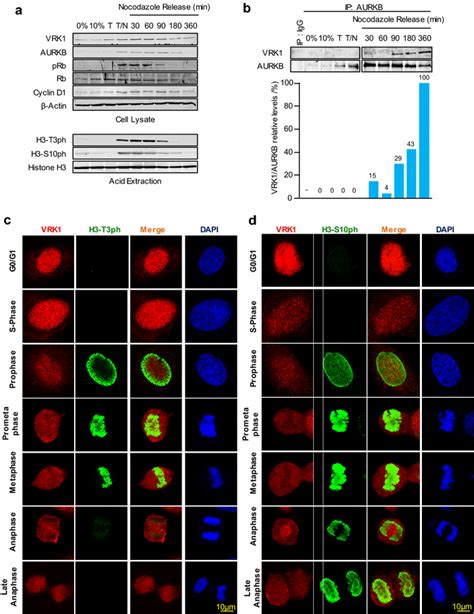 Vrk Aurk Complex And Histone H Phosphorylation In Cell Cycle