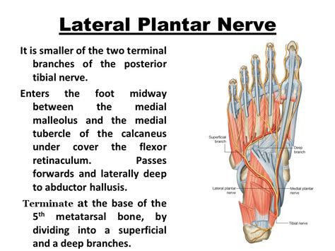 Lateral Plantar Nerve Injury Following Steroid Injection For Plantar