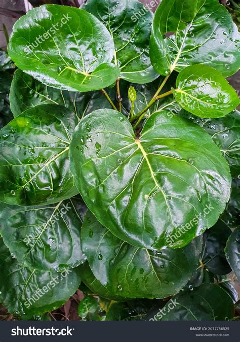 Polyscias Scutellaria Known Shield Aralia Plum Stock Photo