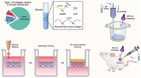 Schematic Illustration Of Constructing The In Vitro Skin Equivalent