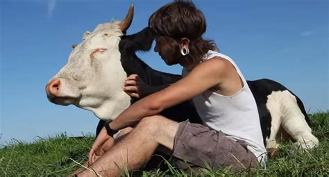 Aumento Da Produtividade No Manejo De Vacas Leiteiras Carinho