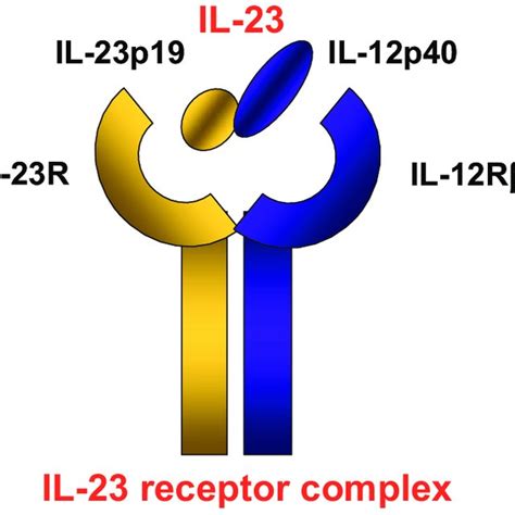 The Interleukin IL 23 Th17 Axis In The Immunopathogenesis Of