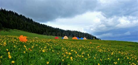 Camping On The Blossoming Grassland Stock Image Image Of Herdsman Highland 20230479