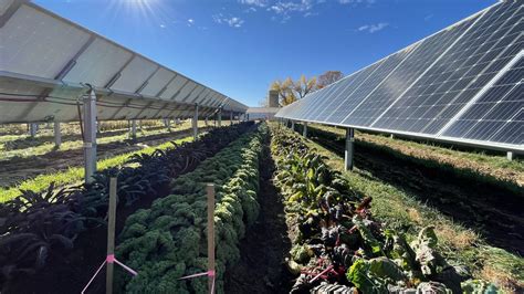 This Colorado Solar Garden Is Literally A Farm Under Solar Panels Wamu