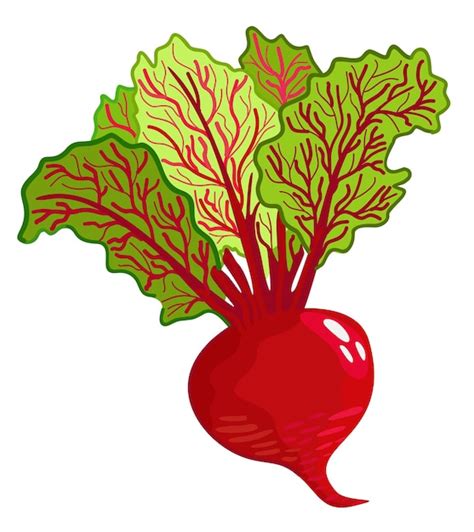 Premium Vector Beetroot Vector Illustration Isolated On White Background