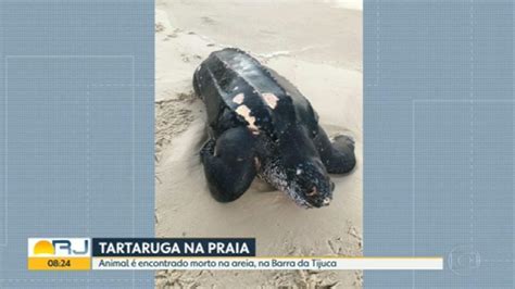 Tartaruga Encontrada Morta Na Praia Da Barra Bom Dia Rio G