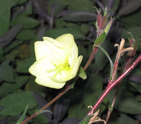 Terrapin Gardens Perennials Oenothera Lemon Sunset