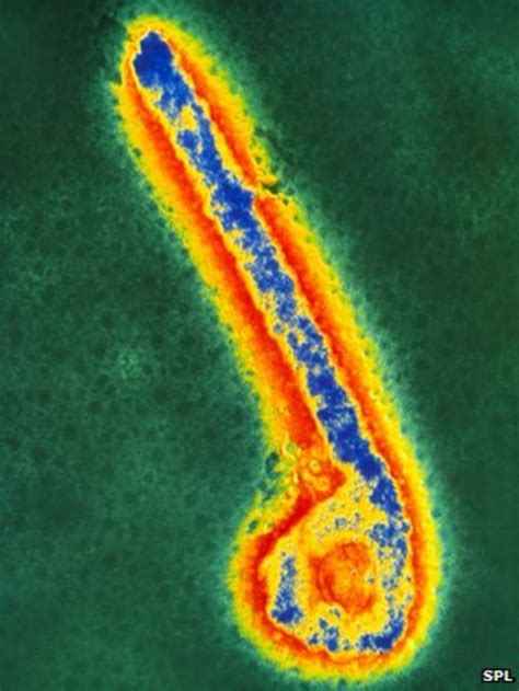 Commercial Ebola Vaccine Unlikely Say Researchers Bbc News