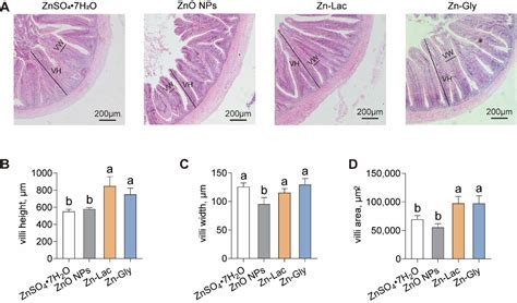 Figure 2 From Effects Of Different Dietary Zinc Zn Sources On Growth Performance Zn