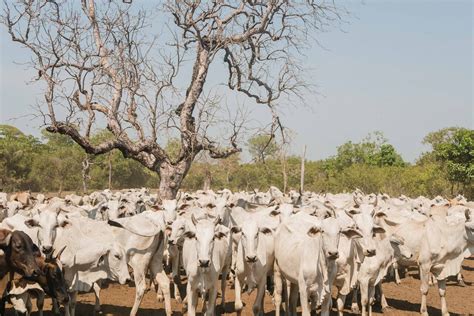 Produtores rurais rebanho na Ilha do Bananal têm até 30 de setembro