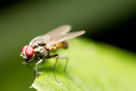 Common house fly stock image. Image of animal, garden - 25983329