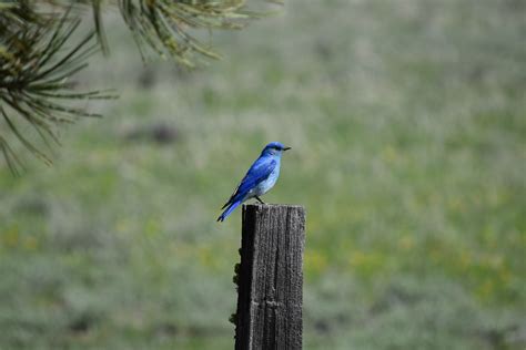 Bird Mountain Bluebird - Free photo on Pixabay - Pixabay