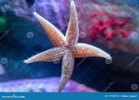 Common Starfish on the Glass of an Aquarium Tank Stock Image - Image of ...