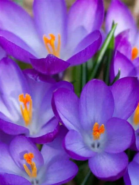 Crocus Guide How To Plant Grow And Care For Crocus Planet Natural