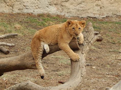 Fort Wayne Zoo getting new male lion
