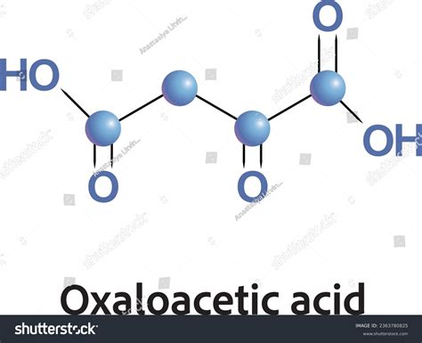 Oxaloacetic acid from citric acid cycle - Royalty Free Stock Vector ...