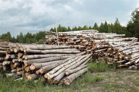 Premium Photo Deforested Cut Tree Wood In Forest