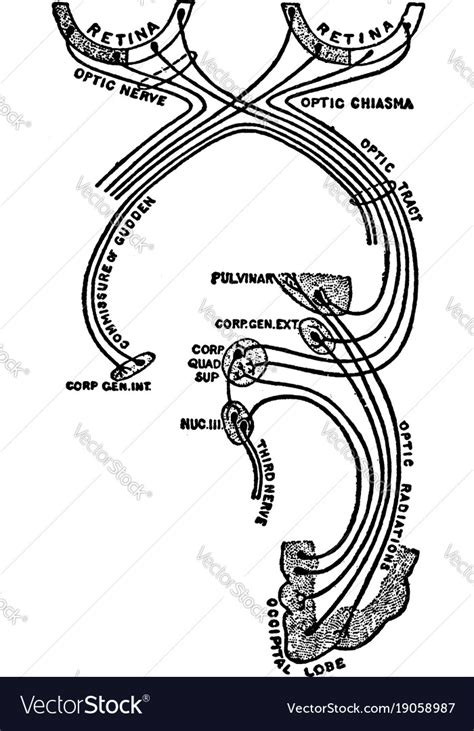 🎉 Optic tract. Visual system. 2019-02-22