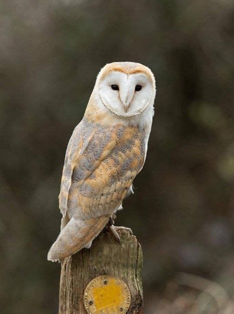 Burung Hantu Tyto Alba Homecare