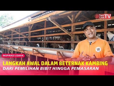 Rahasia Menjadi Peternak Kambing Sukses Dari Nol Hingga Panen