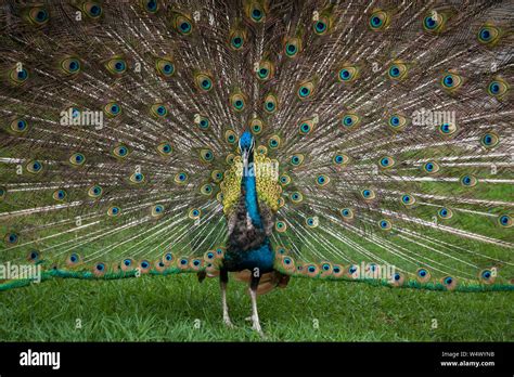 colorful peacock dance Stock Photo - Alamy