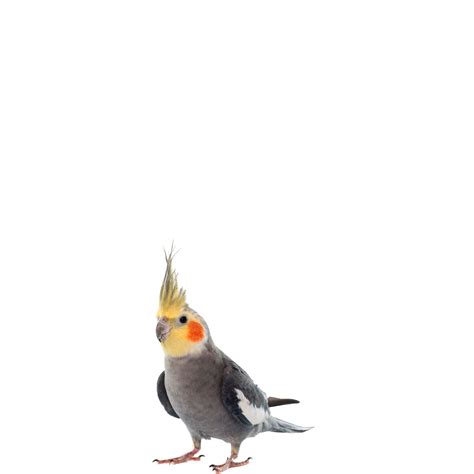 Cockatiel PNG Transparent Images