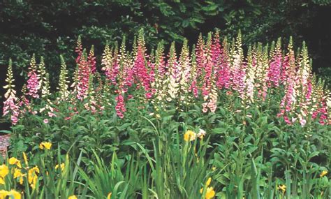 Cultivar Plantas De Dedalera Y Disfrutar De Flores De Dedalera Flower