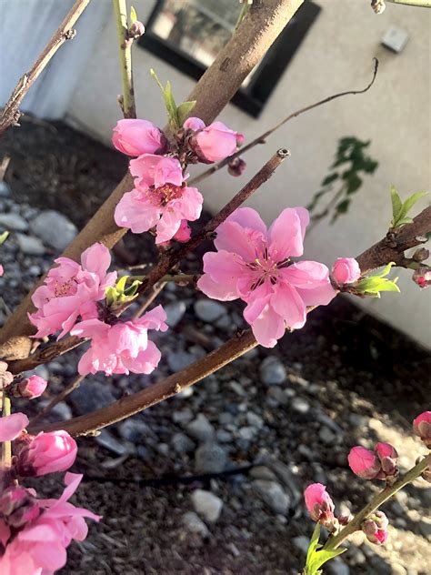 761 best Peach Tree images on Pholder | Gardening, Homestead and