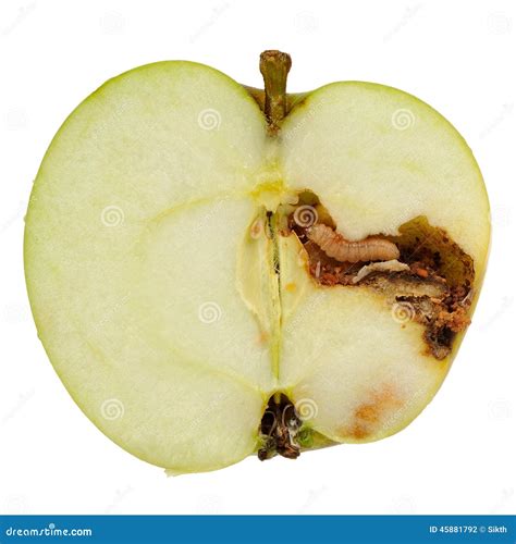 Worm Eating Apple on White Background Stock Photo - Image of pomonella ...