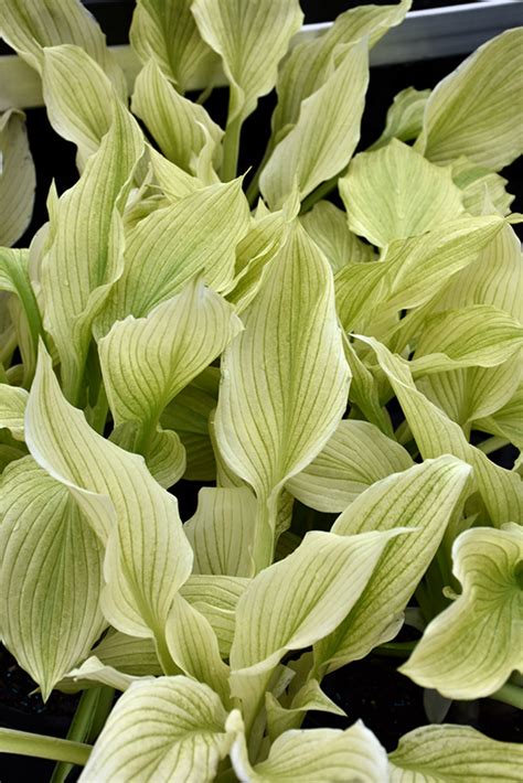 White Feather Hosta (Hosta 'White Feather') in Boston Hopkinton Chelmsford Hingham Middleborough ...