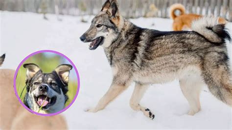 Curiosidades Sobre El Laika De Siberia Occidental Nombre Historia Y