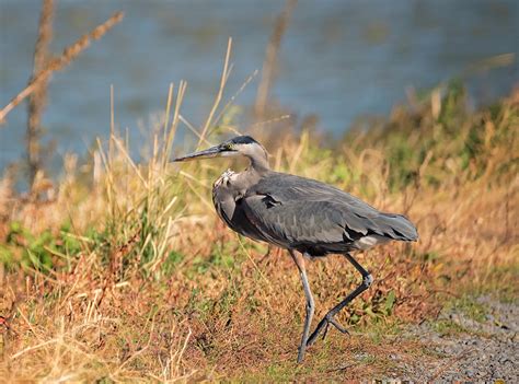 Blue Heron By The Lake Photograph By Loree Johnson Fine Art America