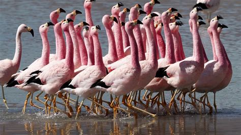 Andean Flamingo Dancing Youtube