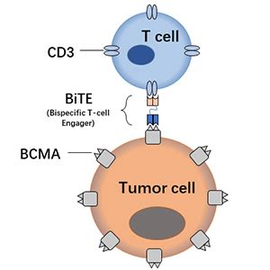 Anti Bcma Bispecific Antibody Dm