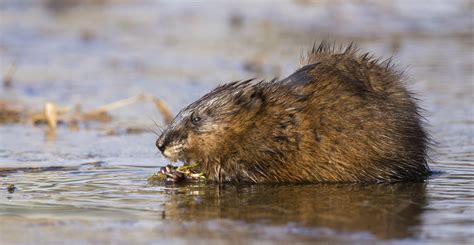 Muskus: verleiden met geurtjes? | Natuurwijzer