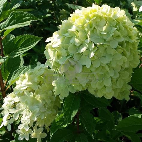 Hortensja Bukietowa Limelight Hydrangea Paniculata Limelight