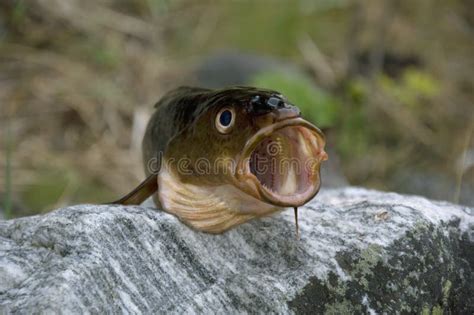 Fish Mouth Stuck Open Drtjmcffggh2