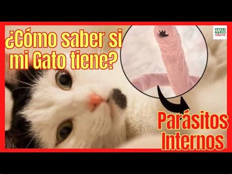 Como Saber Si Mi Gato Va A Morir El Rinc N De Isi