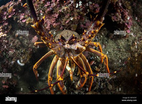 New zealand crayfish hi-res stock photography and images - Alamy