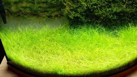 Java Moss Carpet - Carpet Vidalondon