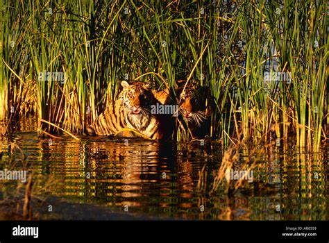 Siberian Tigers In Tall Grass Panthera Tigris Altaica Stock Photo Alamy