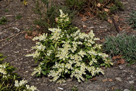 Cavatine Dwarf Andromeda Pieris Japonica Cavatine In Ringoes