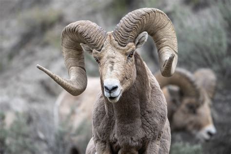 Full Curl Ram Explored Rocky Mountain Bighorn Sheep Flickr