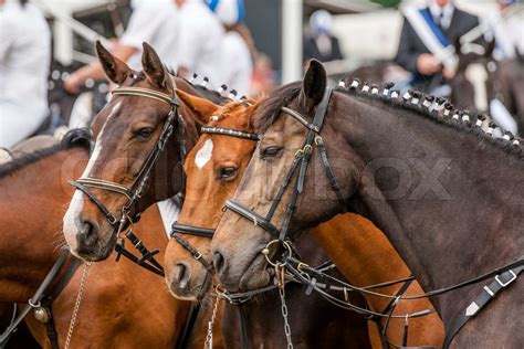 horses standing  stock image colourbox