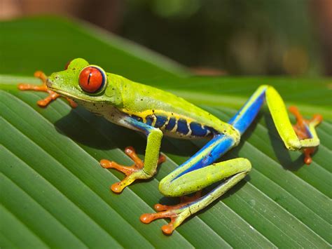 Red Eyed Tree Frog Agalychnis Callidryas Image Free Stock Photo