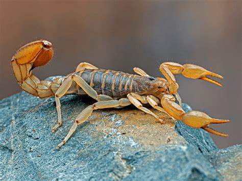 An Extensive Guide To Striped Tail Scorpions In Az Scorpion Faqs