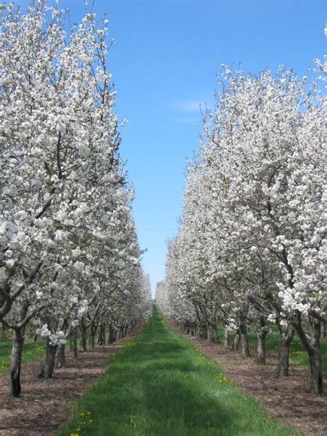 Traverse City Becomes The Nations Cherry Capital Buy Michigan Now