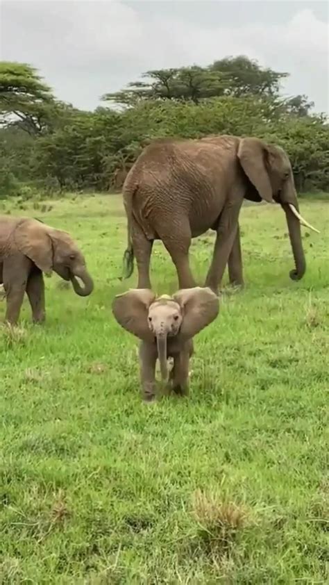 Just an adorable video of a baby Ellie, it's just too cute | Funny ...