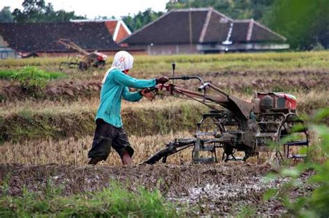 Tinggalkan Kerbau Petani Gunakan Traktor Bajak Sawah