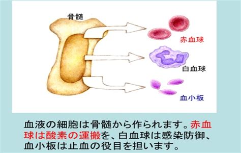 赤血球は運び屋さん 【臨床検査科】 市立御前崎総合病院